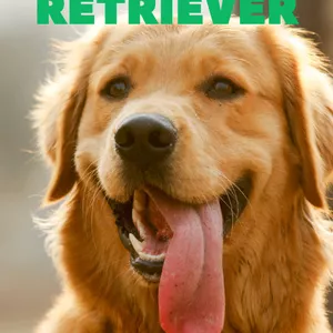 Imagem de capa para o Ebook E-Book sobre Golden Retrievers