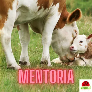 Imagem de capa para o Curso online Mentoria Vaca Alegre & Úberes Cheios