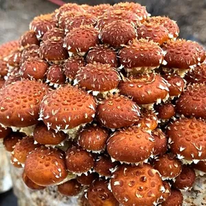 Imagem principal do produto Cultivo Comercial de Cogumelos