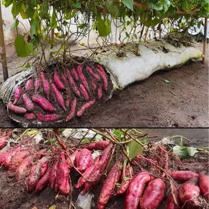 Imagem de capa para o Ebook Cultivar Batata Doce em Saco com Terra: Plantio, Cuidados e Colheita"