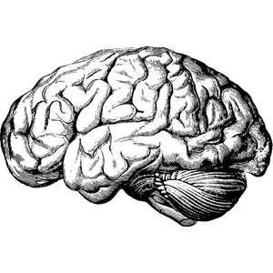 Imagen de portada para Curso online Neuroceptin