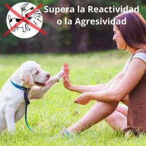 Imagen de portada para Curso online Supera la Reactividad y la Agresividad de tu Perro