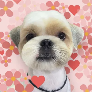 Imagem de capa para o Curso online Aula de Carinha Fofa