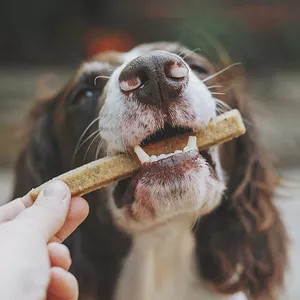 Cover image for Ebook Homemade Snack Recipes for your Dog
