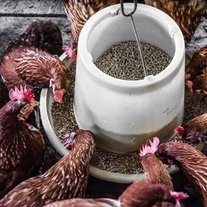 Imagem do curso Formulação de Ração para Galinhas: Guia Completo para Produtores