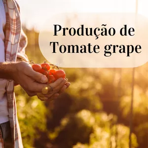 Curso Curso de Produção de tomate grape