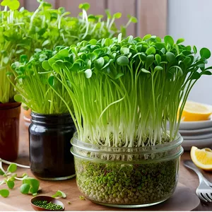 Imagem de capa para o Ebook MICROVERDES EM CASA - Produzindo superalimentos orgânicos  da escolha da semente a compostagem do resíduo.