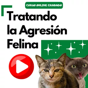 Imagen de portada para Curso online Tratando la Agresión Felina en el Hogar