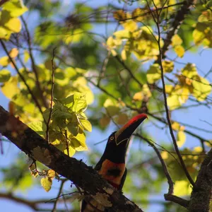 Imagen de portada para Curso online La zona de vidas silvestres