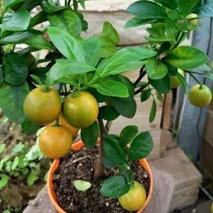 Cover image for Online course BIO CULTIVATION 21 DAYS