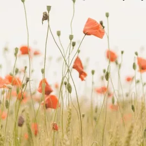 Imagem de capa para o Curso online Wellness...o que é?