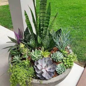 Imagen de portada para Ebook CURSO CULTIVO DE SUCULENTAS