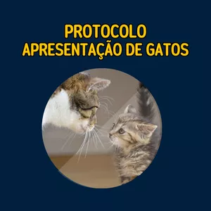 Imagem de capa para o Curso online Protocolo de Apresentação de Gatos