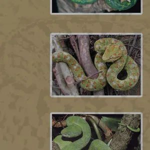 Imagem principal do produto Manual de prevención de mordedura de serpiente