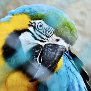 Imagen de portada para Curso online FOTOGRAFIAS PROFESIONALES DE ANIMALES