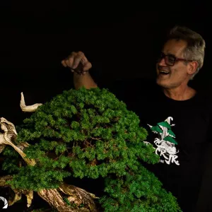 Imagem de capa para o Curso online  Bonsai Avançado - Manutenção e Refinamento