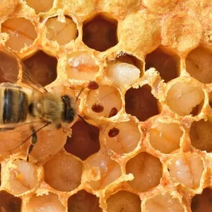 Imagen de portada para Curso online Curso de Manejo integral de varroa