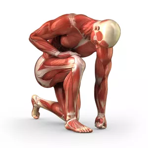 Imagem principal do produto Ebook - Anatomia e funções musculares dos membros inferiores e superiores 