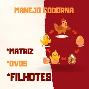 Imagem de capa para o Curso online manejo codornas passo a passo 