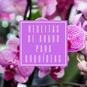 Imagem de capa para o Ebook Receitas de Adubos para Orquídeas