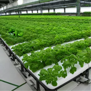 Imagen de portada para Curso online Manual Hidropónico