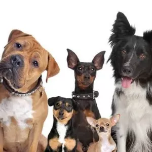 Imagem de capa para o Ebook Manual Completo - Aprenda como adestrar seu cão em casa  de uma forma simples e eficaz 