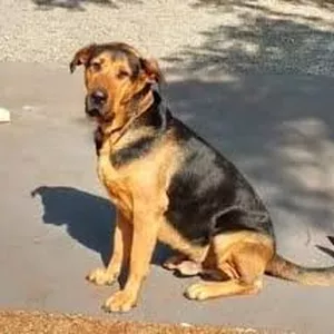 Cover image for Online course Como criar um Cachorro