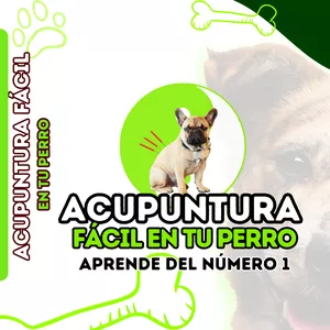Imagen de portada para Curso online ACUPUNTURA FÁCIL EN TU PERRO