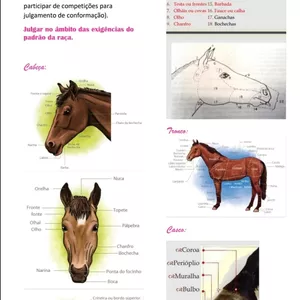 Imagem de capa para o Curso online RESUMO EZOOGNÓSES EQUINA