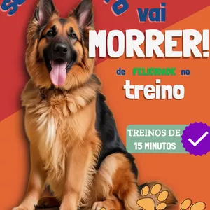 Imagem de capa para o Curso online Minicurso cão comportado