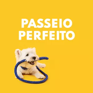 Imagem de capa para o Curso online TREINAMENTO PASSEIO PERFEITO