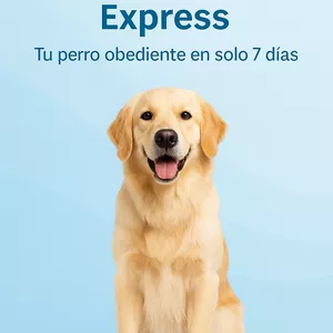 Imagen de portada para Ebook Adiestramiento Express: Tu perro obediente en 7 días