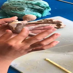 Imagem de capa para o Curso online MASSA MASSA DA DOLORES