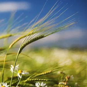 Imagem de capa para o Ebook O Observador