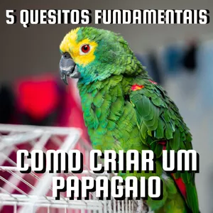 Como Criar Um Papagaio - 5 Quesitos Fundamentais por Thiago Nunes