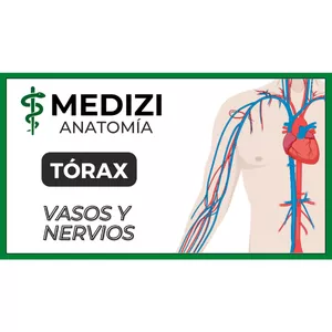 Imagen de portada para Ebook Anatomía del Tórax - Vasos y Nervios