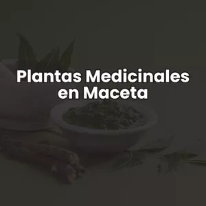 Imagen de portada para Curso online Plantas Medicinales en Maceta