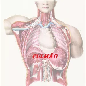 Imagem principal do produto Anatomia Humana Pulmão
