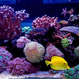 Imagen de portada para Curso online curso acuariofilia marina 