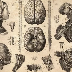 Imagem de capa para o Ebook Desvendando a Anatomia Funcional: Aprenda a Conectar Estrutura e Função