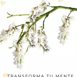 Imagen de portada para Ebook transforma tu mente, libera tu ansiedad 
