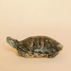 Cover image for Ebook Caring for Your Uncommon Friends A Handbook for Exotic Pet Owners