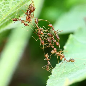 Imagem de capa para o Curso online Plantas naturais 