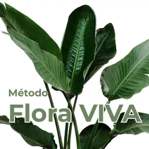 Imagem de capa para o Curso online Flora Viva
