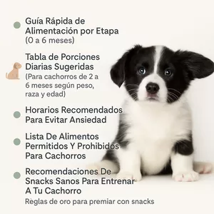 Imagen de portada para Curso online Plan Nutricional Exprés Para Cachorros En Crecimiento