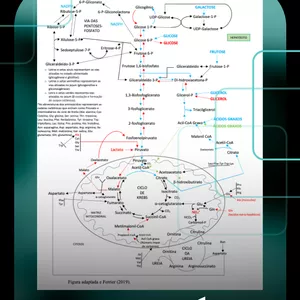 Imagem de capa para o Ebook Mapa metabólico no estado alimentado e jejum.