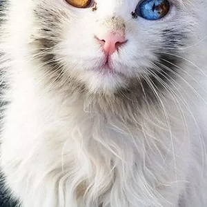 Imagem de capa para o Curso online Arte da Feitiçaria - Magia dos Gatos por Tania Gori