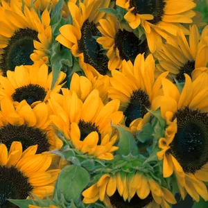 Imagen de portada para Curso online Mary