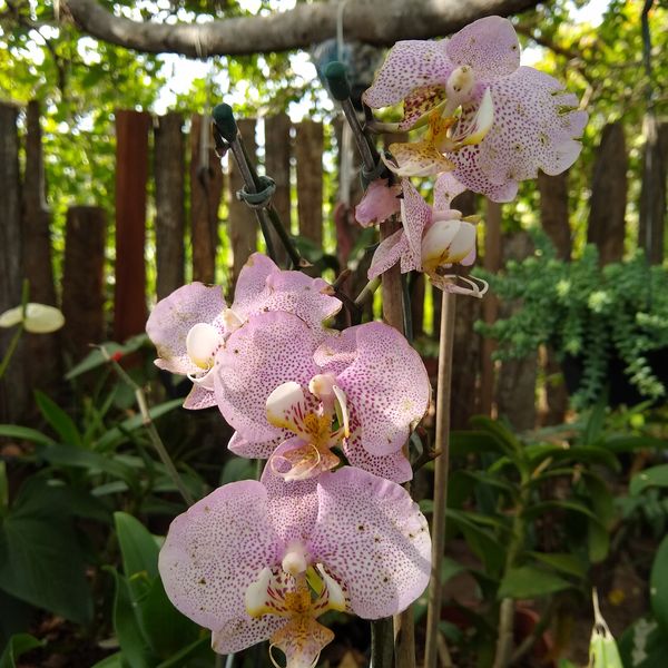 Coletanea De Imagens De Plantas E Flores Exoticas E Raras Em Altissima Definicao Para Wallpaper Ou Descanso De Tela Imagens Exclusivas Que Trazem Beleza Paz E Serenidade Para A Tela