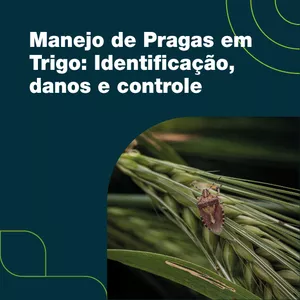 Imagem de capa para o Curso online Manejo de pragas em trigo: identificação, danos e controle